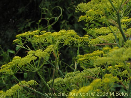Image of Foeniculum vulgare (Hinojo). Click to enlarge parts of image.